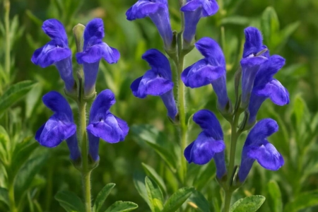 Scutellaria cypria subsp. elatior