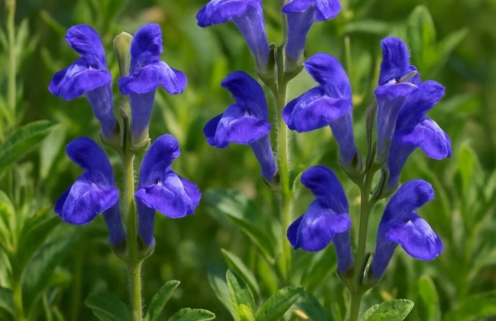 Scutellaria cypria subsp. elatior