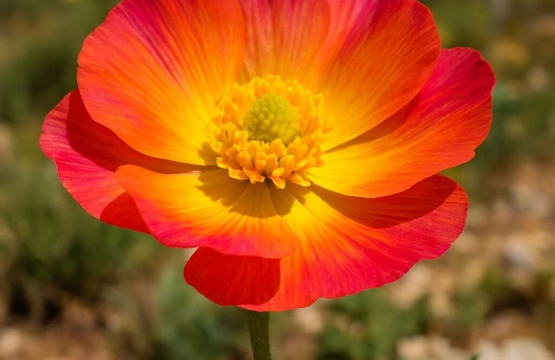 Ranunculus cadmicus subsp. cyprius