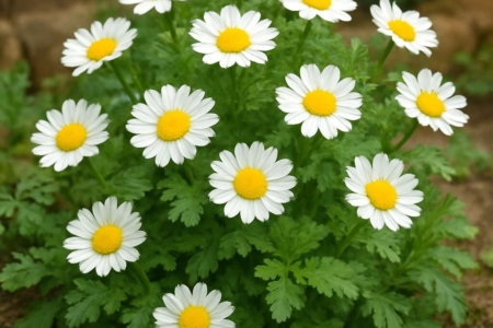 Crown Daisy Glebionis coronaria