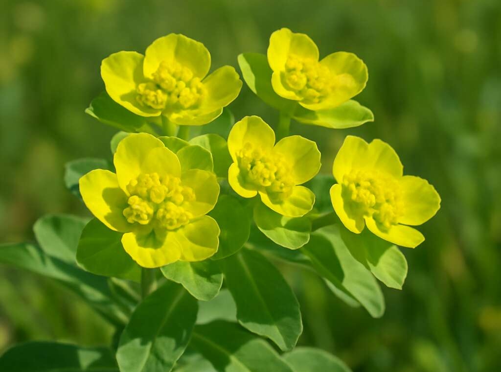 Sun Spurge Euphorbia helioscopia