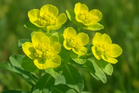 Sun Spurge Euphorbia helioscopia