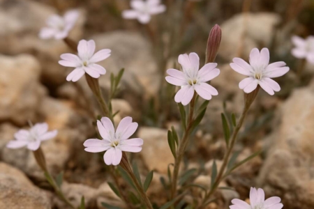 Silene microsperma subsp. cypria