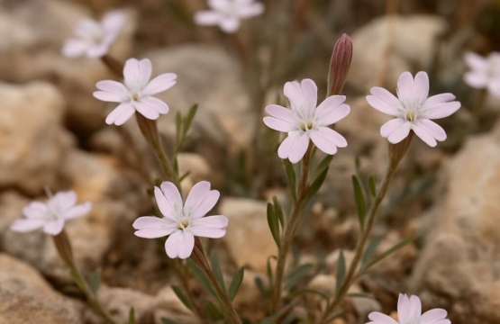 Silene microsperma subsp. cypria