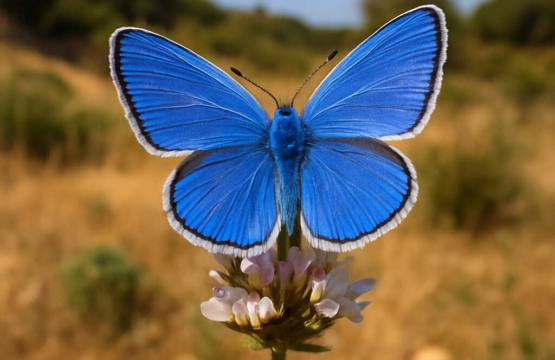 Paphos Blue (endemic) Glaucopsyche paphos
