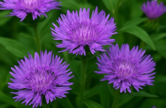 Centaurea akamantis