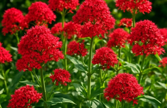 Red Valerian Centranthus ruber