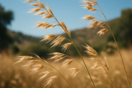 Arrhenatherum album subsp. cypricola