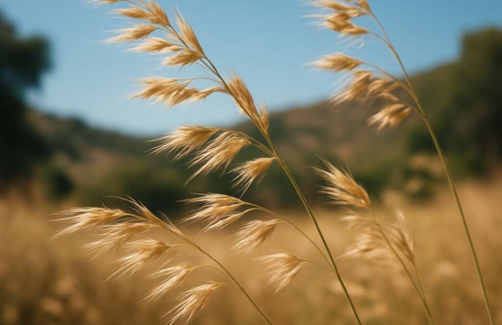 Arrhenatherum album subsp. cypricola