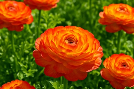 Ranunculus kykkoensis