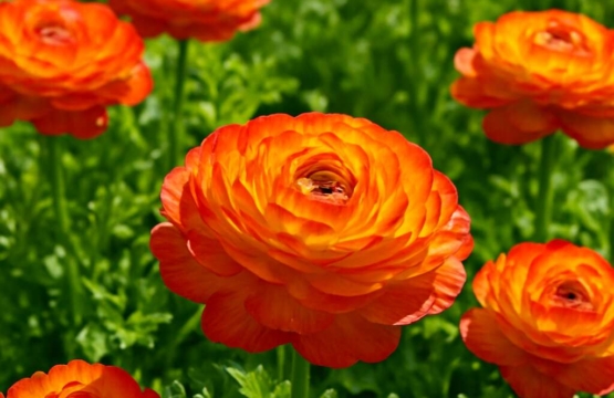 Ranunculus kykkoensis