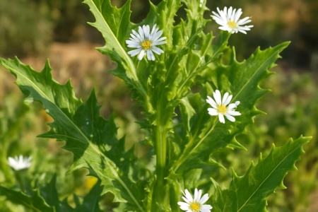 Lactuca cyprica