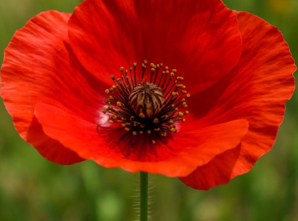 Papaver cyprium