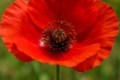 Papaver cyprium