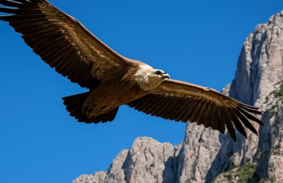 Griffon Vulture	Gyps fulvus