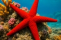 Red Starfish Echinaster sepositus