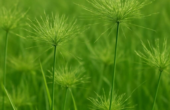 Cyperus cyprius