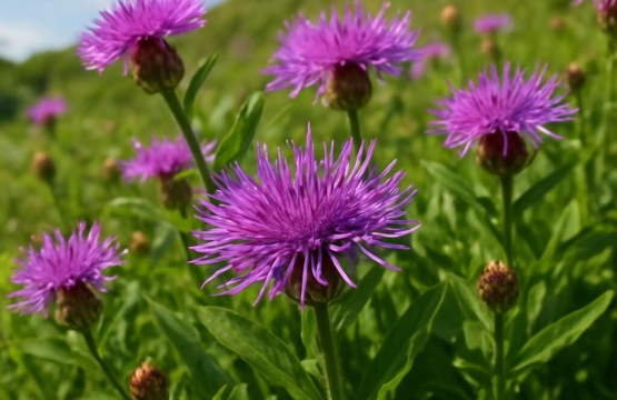 Centaurea cyprensis