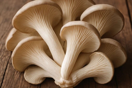 Oyster Mushroom	Pleurotus ostreatus