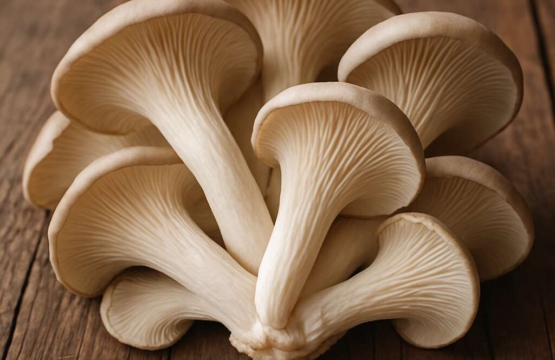 Oyster Mushroom	Pleurotus ostreatus