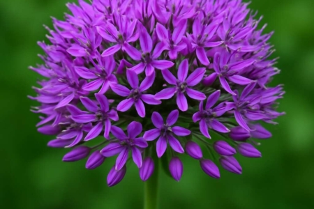 Allium marathasicum