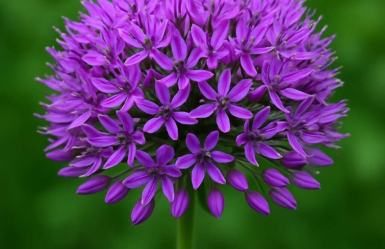 Allium marathasicum