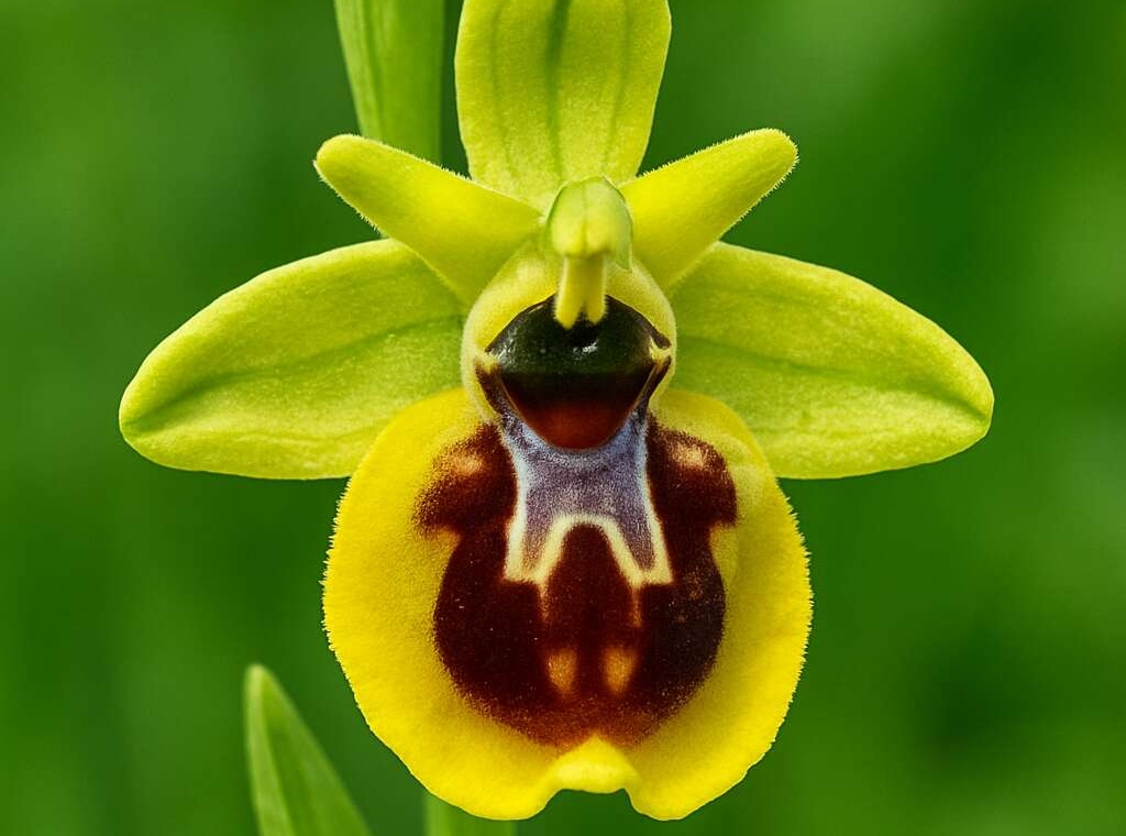 Cyprus Bee Orchid Ophrys kotschyi
