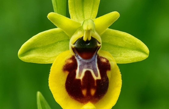 Cyprus Bee Orchid Ophrys kotschyi
