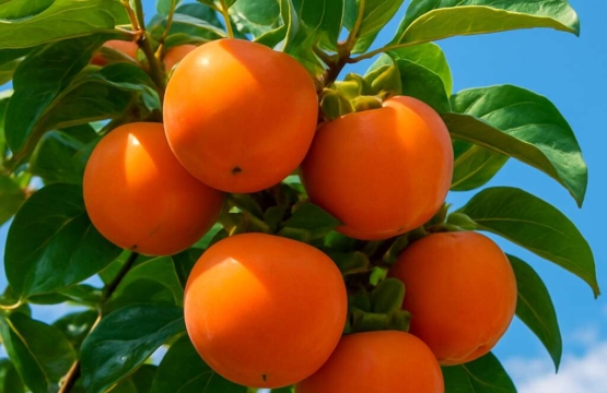 Persimmon Diospyros kaki