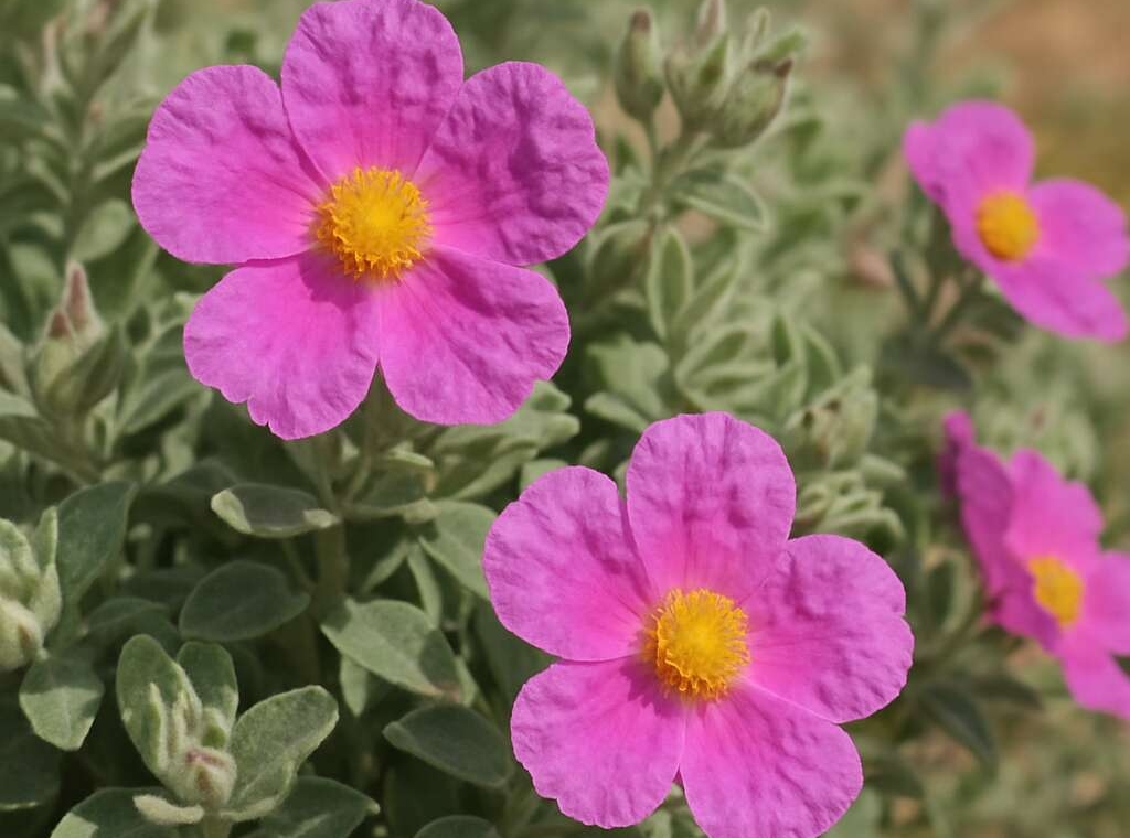 Rock-rose Cistus creticus ssp. creticus