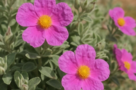 Rock-rose Cistus creticus ssp. creticus