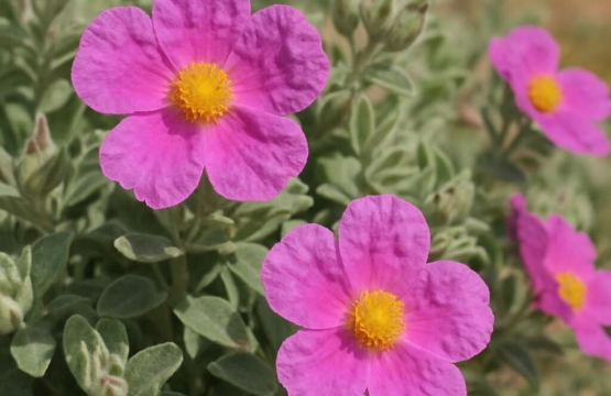 Rock-rose Cistus creticus ssp. creticus