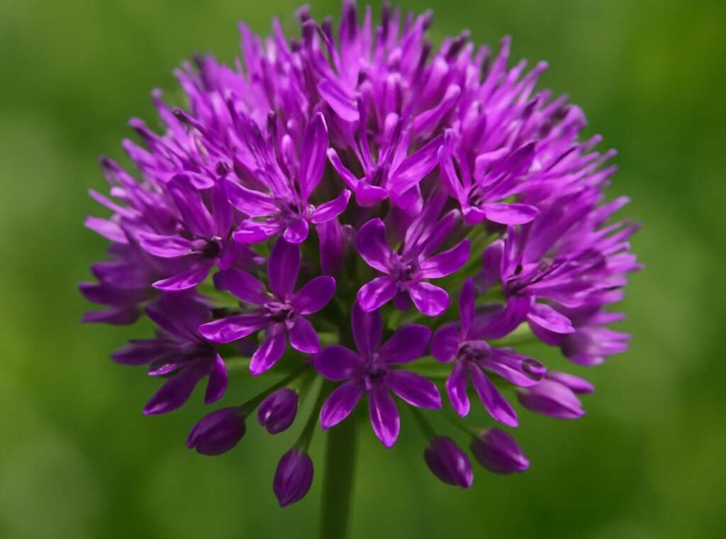 Allium cyprium subsp. cyprium