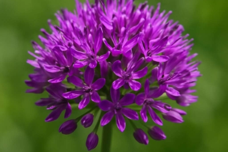 Allium cyprium subsp. cyprium