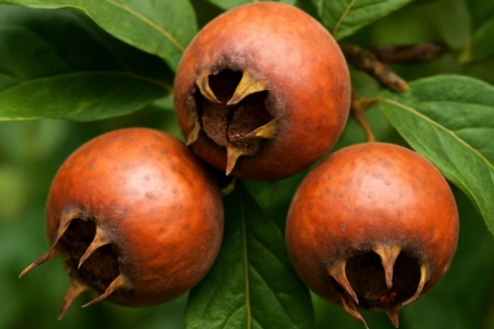 Medlar Mespilus germanica