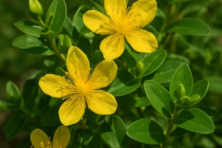 Hypericum repens
