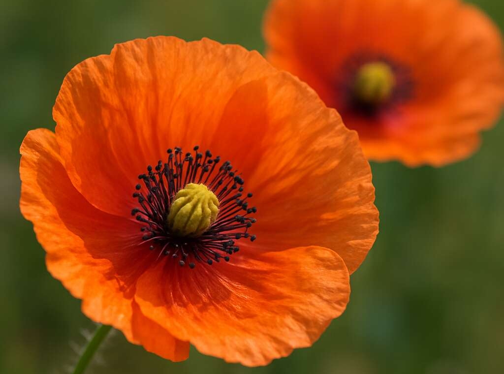 Papaver paphium