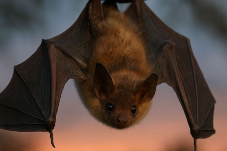 Common Pipistrelle Bat	Pipistrellus pipistrellus
