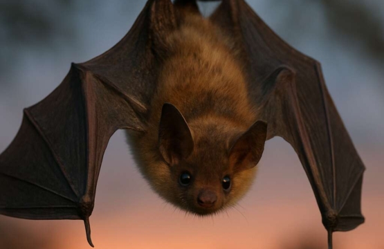 Common Pipistrelle Bat	Pipistrellus pipistrellus
