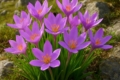 Autumn Crocus Colchicum troodi