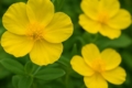 Helianthemum obtusifolium