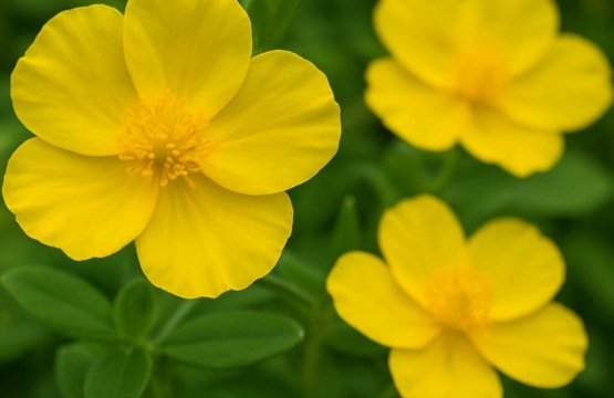 Helianthemum obtusifolium