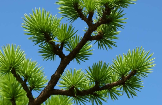 Cedrus brevifolia
