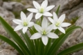 Ornithogalum chionophilum