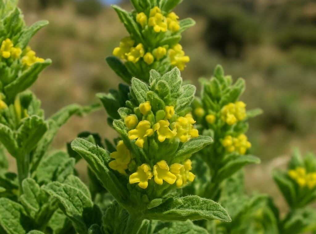 Sideritis cypria