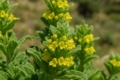 Sideritis cypria