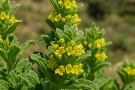 Sideritis cypria