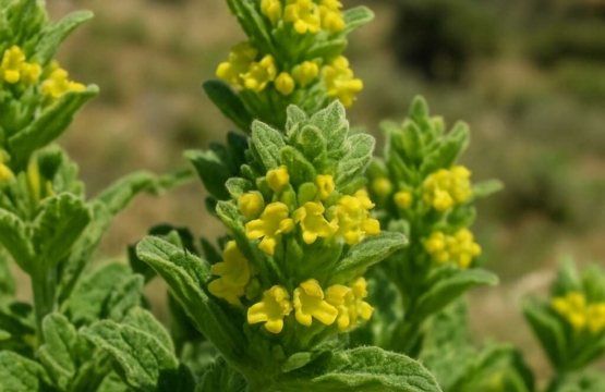 Sideritis cypria