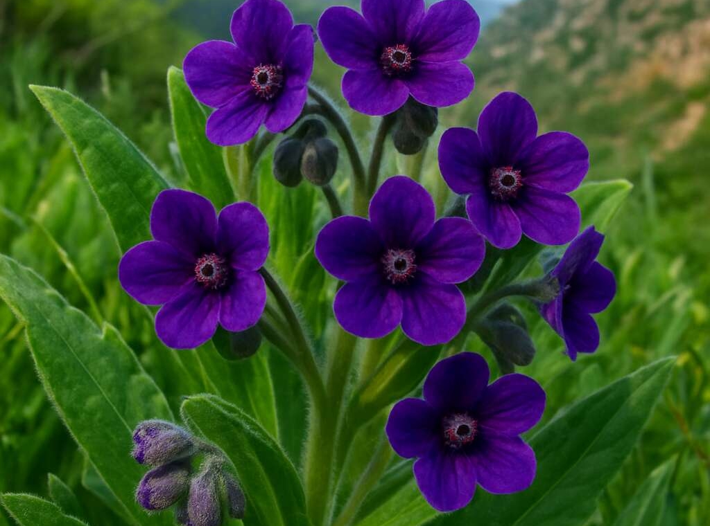 Cyprus Hounds Tongue (endemic)	Cynoglossum troodi