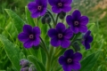 Cyprus Hounds Tongue (endemic)	Cynoglossum troodi